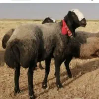 قوچای اصیل ۲قلو زا