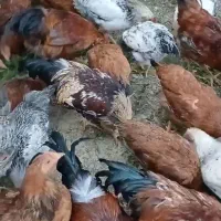 فروش خروس محلی