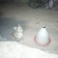 سگ پاکوتاه