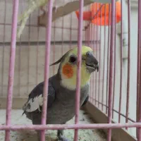 عروس هلندی آواز میخونه