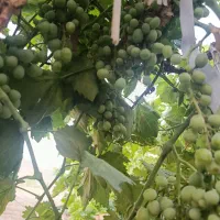 کورک موجود تازه تازه