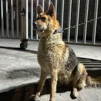 سگ ژرمن شپرد ماده