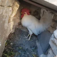 خروس