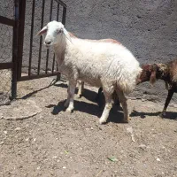 کاورر دو دندان