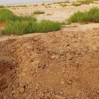 کودحیوانی