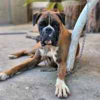 boxer|سگ|رشت, گلسار|دیوار