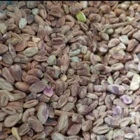 مغز پسته گندمی