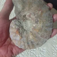 فسیل آمونیت