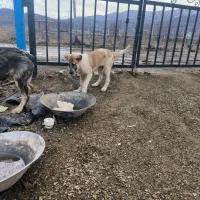 سگ نژاد آلابای