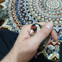 سهره نر