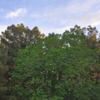 همخونه خانم