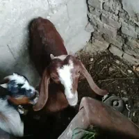 ۳تا بزغاله ۳ قلو پاکستانی سالم ب شرط ۲۰ملیون