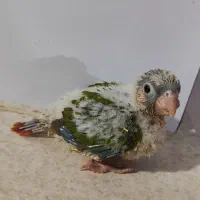 جوجه گرینچیک دارچینی