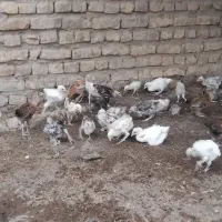 جوجه ی محلی