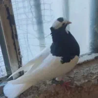 طوقی نر بشرط