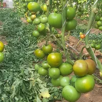 استخدام چند نفر در گلخانه