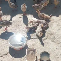 جوجه  بوقلمون‌ برنز‌ وبر‌ بون‌ ۴۵‌ روزه‌ ویک‌ ماهه