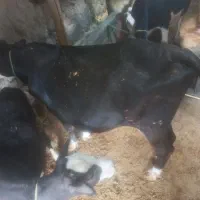 گاو۶ و ۷ روز مانده به زایمانش