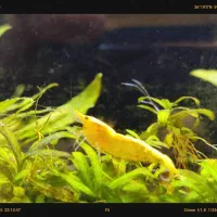 شریمپ میگو آب‌ شیرین رنگ‌بندی موجود ۱۱ اسفند ماه