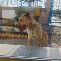 سگ پیت بول