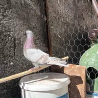 نر مسجدی|پرنده|سیرجان, |دیوار