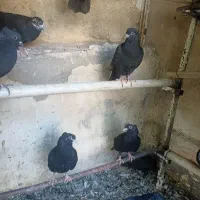 فروش ۲۵عددکبوتر