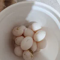 کبوتر
