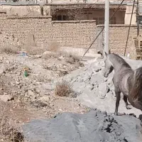 کره مادیان عرب