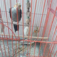 پرنده|پرنده|رشت, کوی فکوری|دیوار