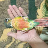 طوطی گرینچیک