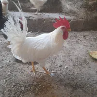 خروس سفید و مشکی