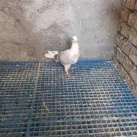 دوعددجوجه دوبال اهوازی