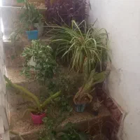 گل و گلدان طبیعی