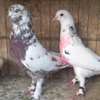 کبوتر  پرشی