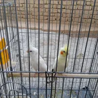 یک جفت عروس هلندی با جوجه