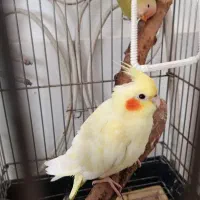 عروس نر رام