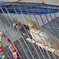 یک جفت عروس هلندی با قفس و لوازم