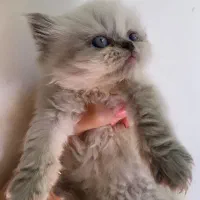 گربه|گربه|بجنورد, |دیوار