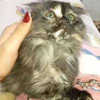 گربه اسکاتیش
