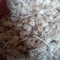 سیر|عمدهفروشی|کرمانشاه, |دیوار