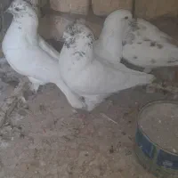 چهارتا نر کله ایی تیر ماهی