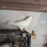 یک جفت کبوتر لوتی قیسا دمدیح