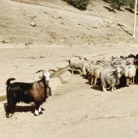 دوبر