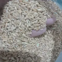 گندم لاین بوجار نشده