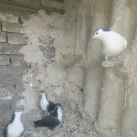 کبوتر