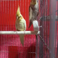 عروس هلندی با جوجه