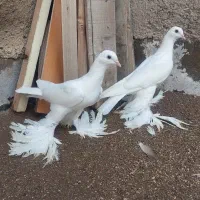 کبوتر یک جفت آغ بالا جوجن هنوز