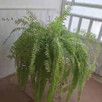 گل سرخس