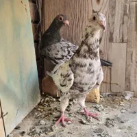 جفت سرور هفترنگ + جفت جوجه