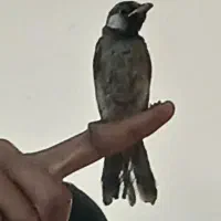 مرغ عشق